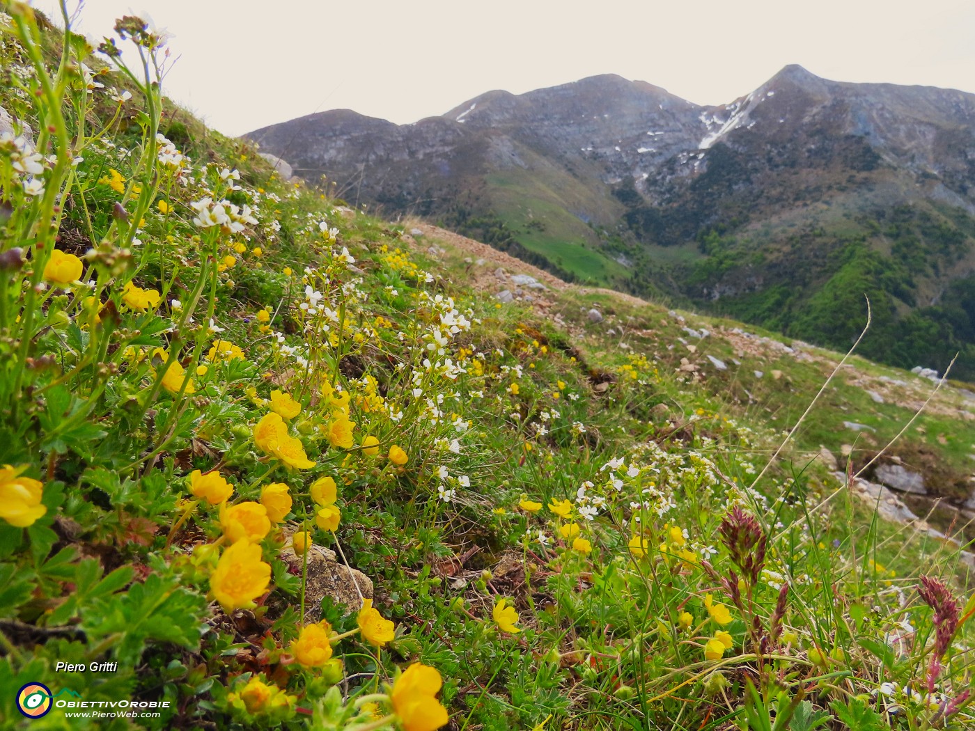 16 Potentilla reptans (Cinquefoglia comune) con vista in cime Foppazzi e Grem.JPG